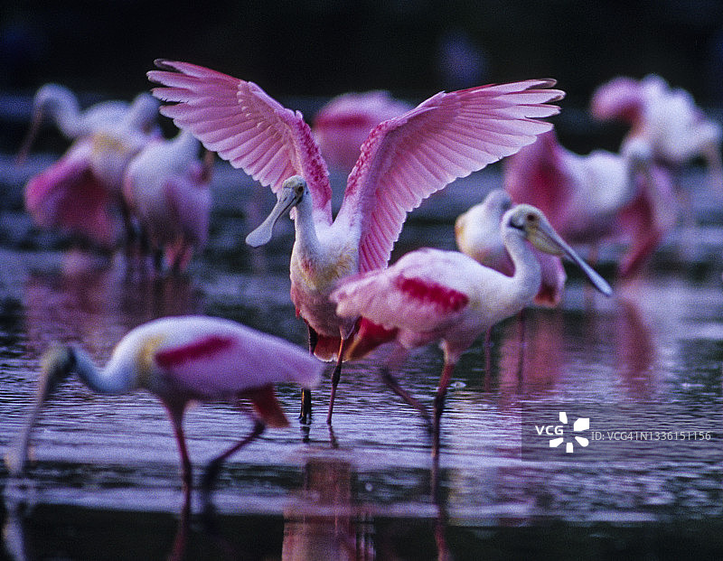 玫瑰色琵鹭(阿加阿加)是繁殖羽毛的滤食动物。佛罗里达图片素材