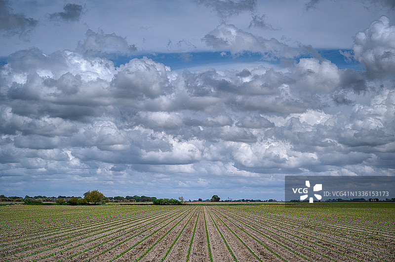 科尔尼堡州立公园附近田地里生长的玉米，内布拉斯加州科尔尼图片素材