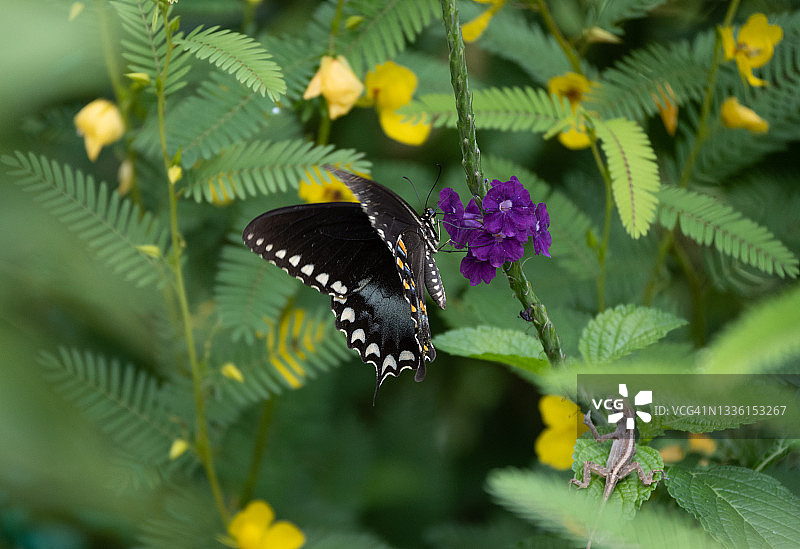 樟树燕尾蝶图片素材