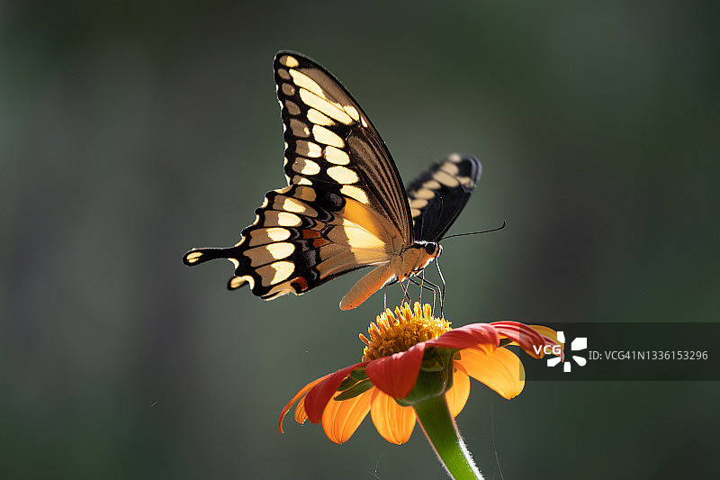 东部大燕尾蝶图片素材