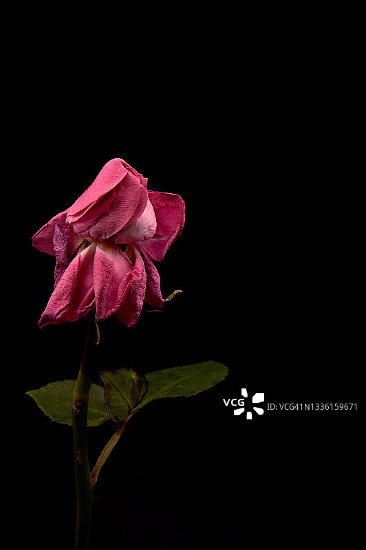 粉色和白色玫瑰图片素材