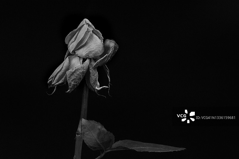 黑白玫瑰图片素材