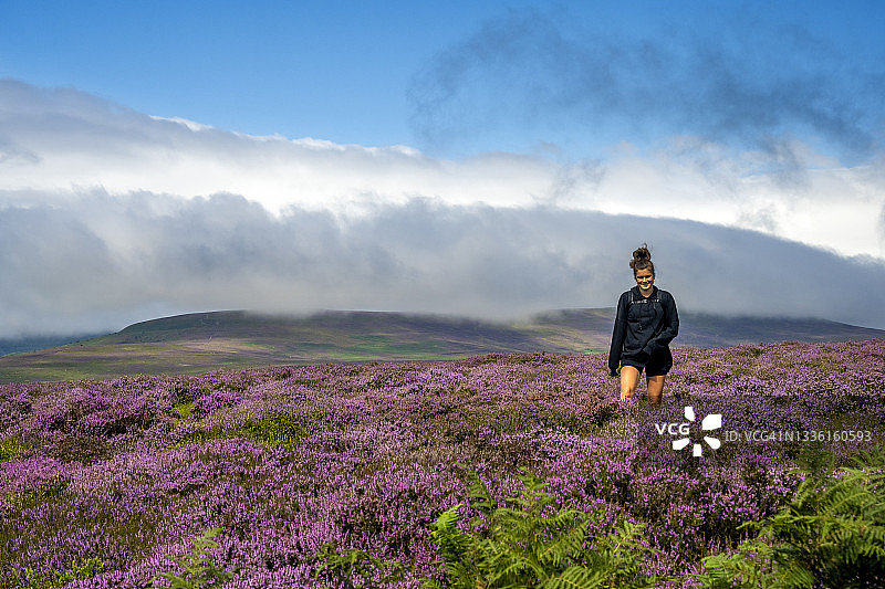 年轻女徒步旅行者在威尔士布雷肯比肯斯黑山Hatterall Hill的石南花丛中行走图片素材