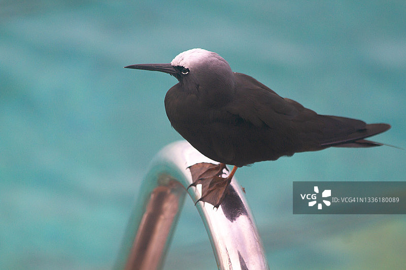 南太平洋的白顶玄燕鸥，一种海鸟图片素材
