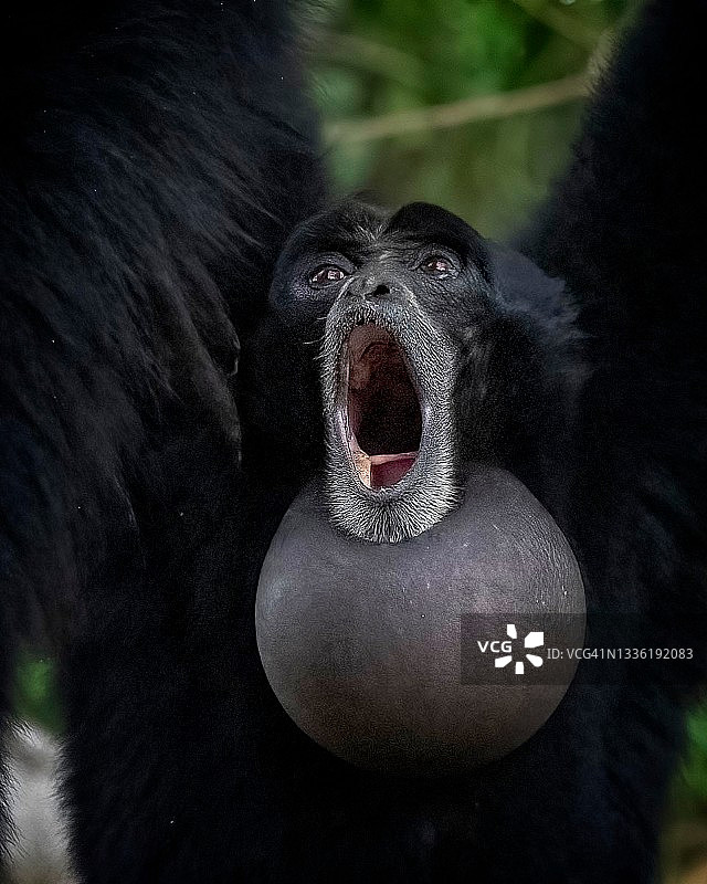 一只合趾猿在清晨鸣叫图片素材