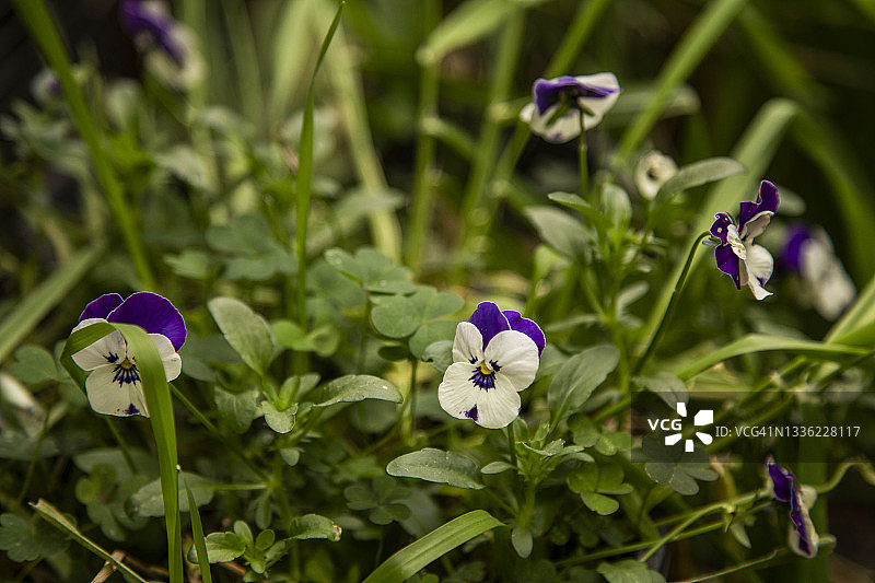 花园中盛开的紫色和白色三色堇、蝴蝶花特写图片素材