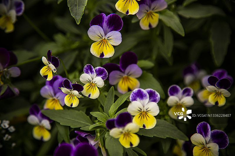 紫色和黄色三色堇特写图片素材