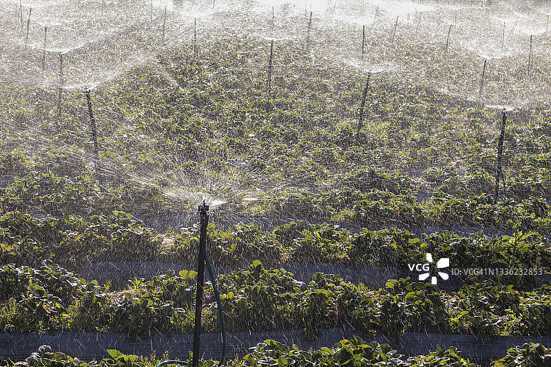 自动洒水器图片素材