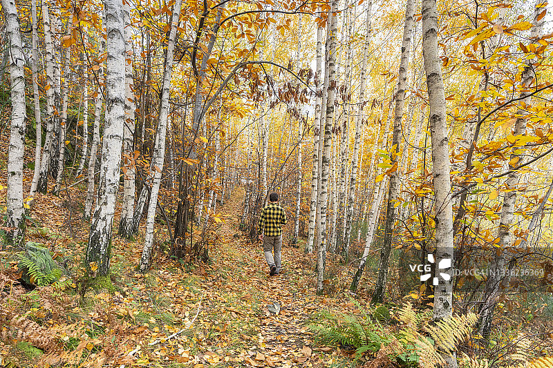 男人走在秋季意大利的榉树林中图片素材