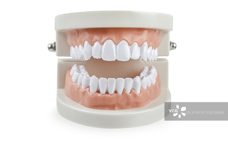 牙齿模型（白色背景，已隔离）图片素材