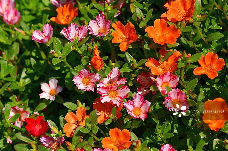 太阳花图片素材