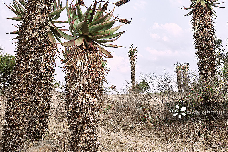 南非灌木丛中的高大芦荟图片素材