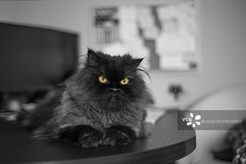 波斯黑猫图片素材