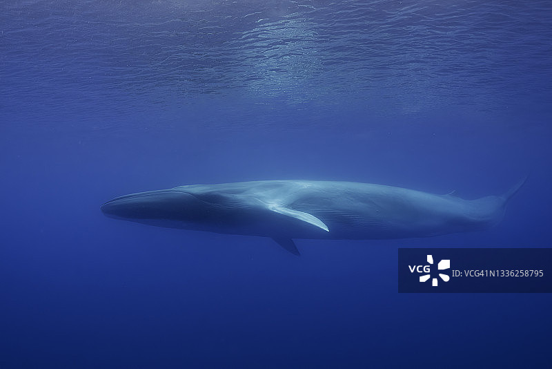 长须鲸，大西洋，亚速尔群岛，葡萄牙图片素材