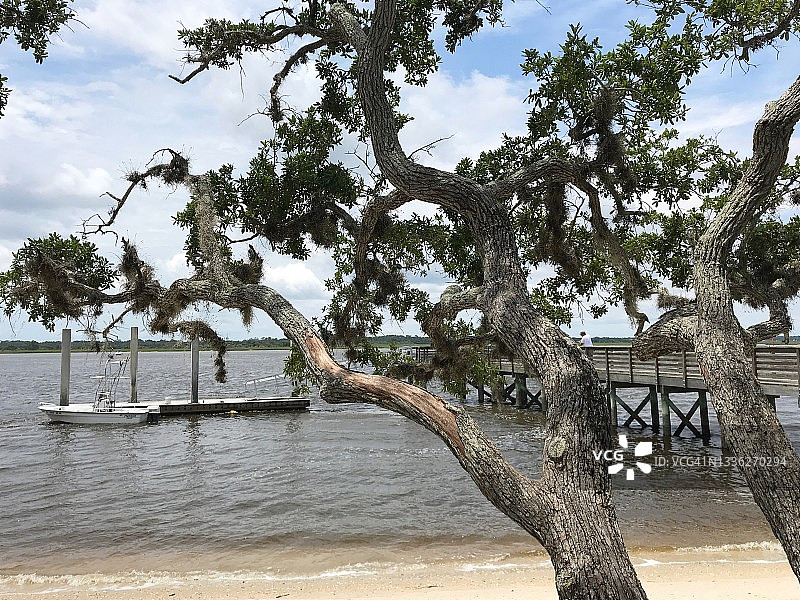 蜿蜒的活橡树枝干，位于内陆水道岸边图片素材