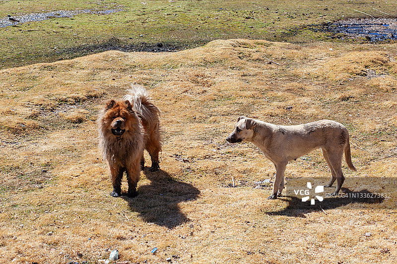 岸边的流浪狗图片素材