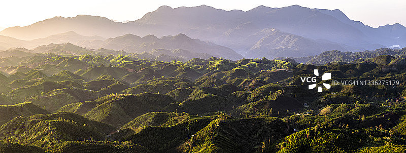 阳光穿透咖啡种植园全景图片素材