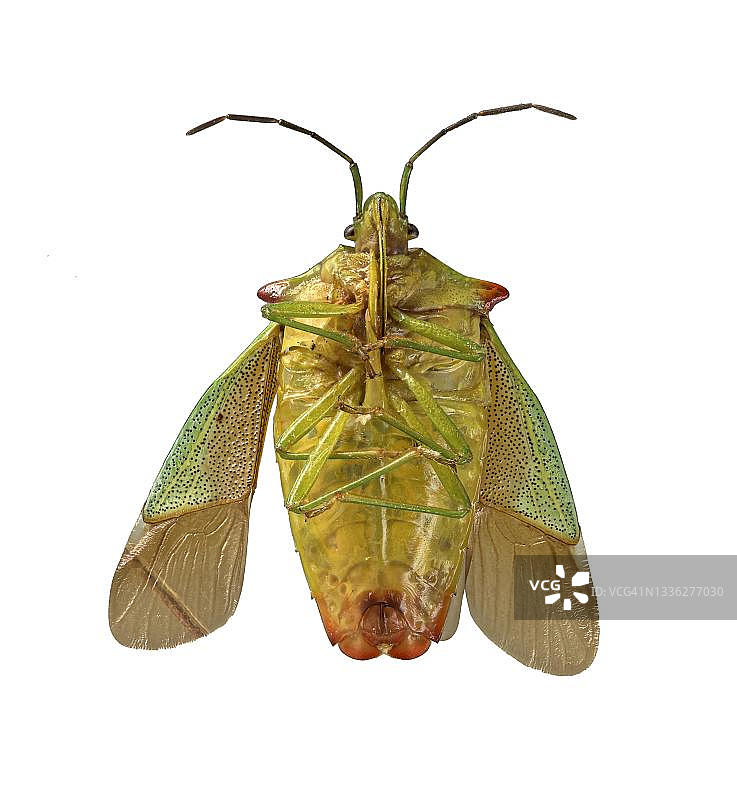 山楂盾椿（Acanthosoma haemorrhoidale），发现死亡，从下方看，外翅，德国图片素材