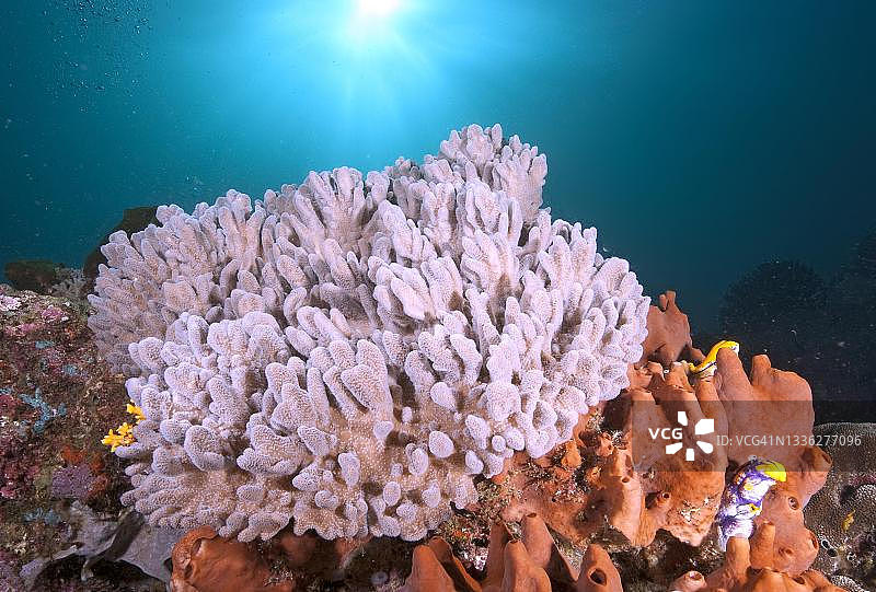 花椰菜珊瑚，石珊瑚，太平洋，夏威夷，印度尼西亚图片素材