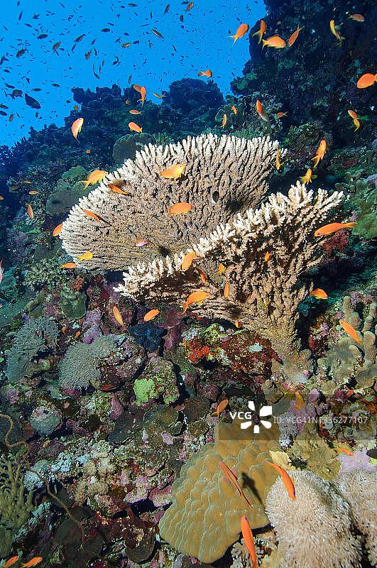 珊瑚礁中的风信子桌珊瑚和宝石旗鱼，印度洋，马尔代夫图片素材