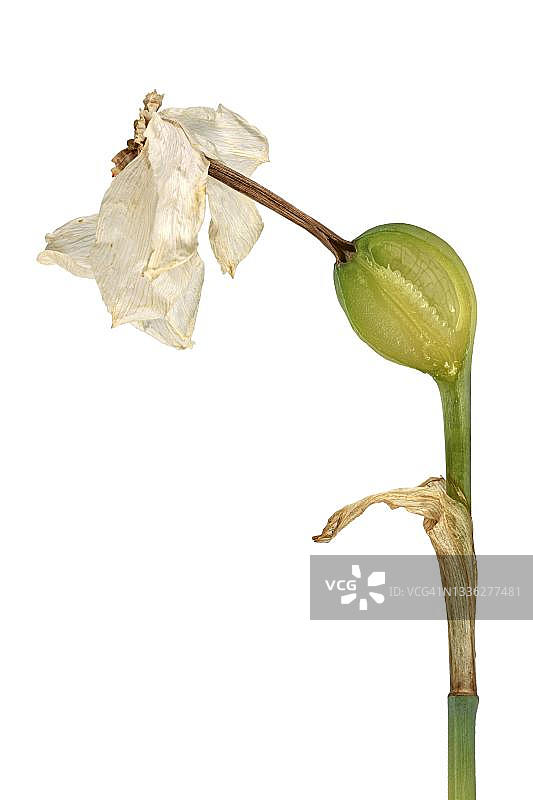 水仙花（Narcissus poeticus），地中海地区，德国图片素材