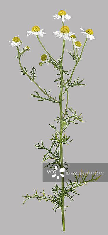 德国洋甘菊（母菊），植物，叶，花，德国图片素材