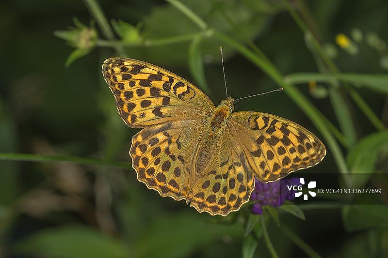 银色洗涤的贝母（Argynnis paphia）雌性，在德国巴登-符腾堡州的一朵花上图片素材