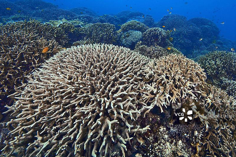 印度-太平洋菲律宾维萨亚斯群岛：生长着小珊瑚虫（鹿角珊瑚）的大型珊瑚礁图片素材