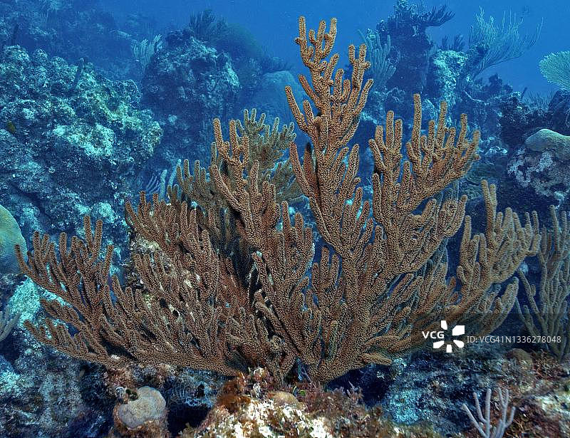 柳珊瑚，扇珊瑚，加勒比海，格林纳达图片素材