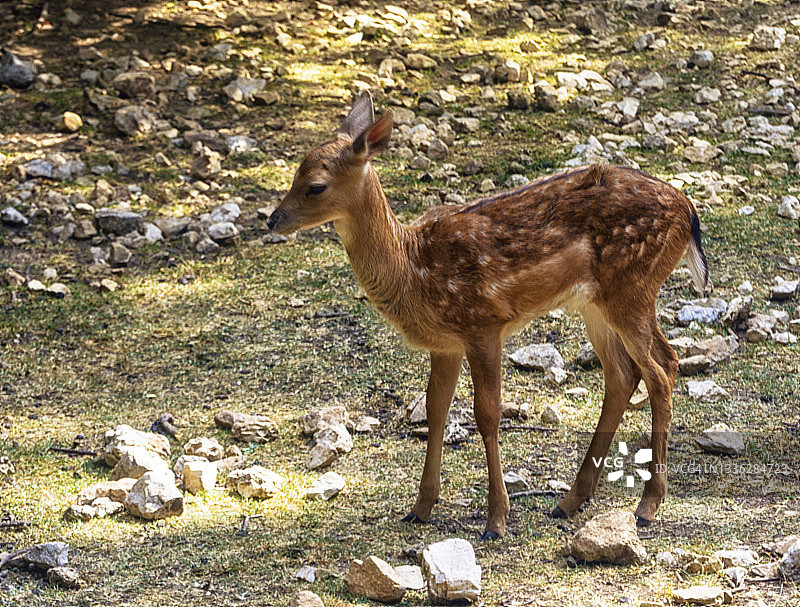 阿布鲁佐国家公园图片素材
