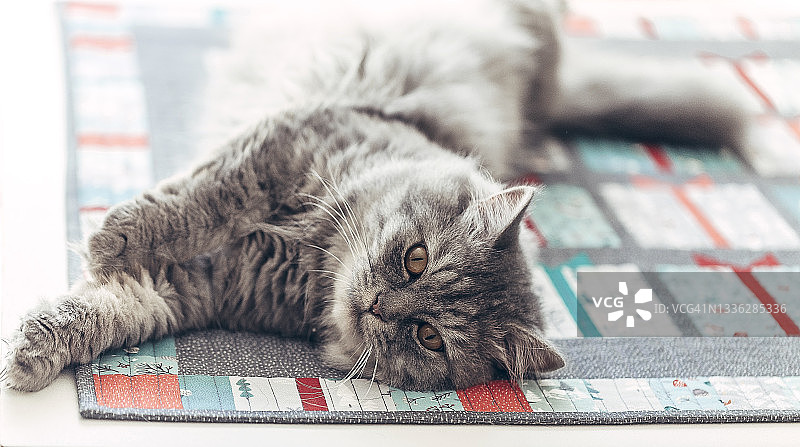 灰色猫与圣诞冬季图案地毯图片素材