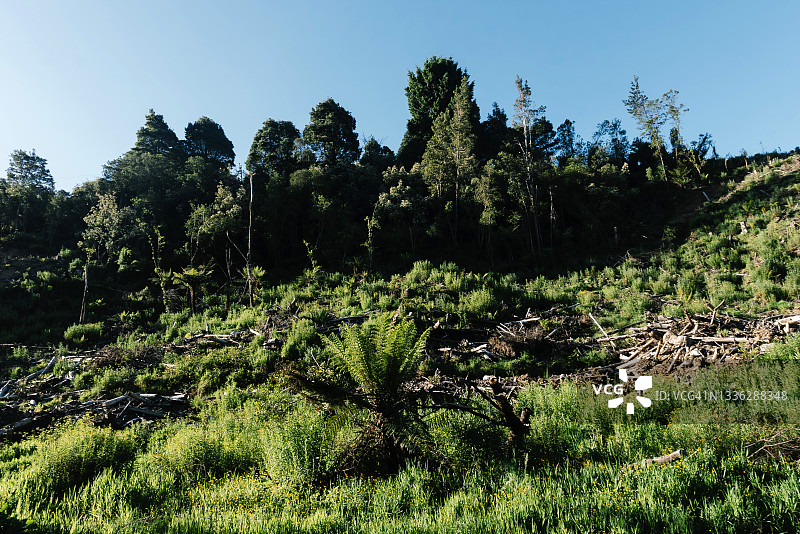 部分被清理用于皆伐木材采伐的茂密山地森林图片素材