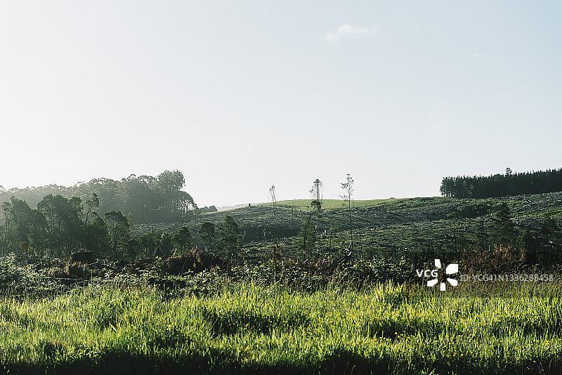 郁郁葱葱的山林，部分区域已被清理用于木材采伐图片素材