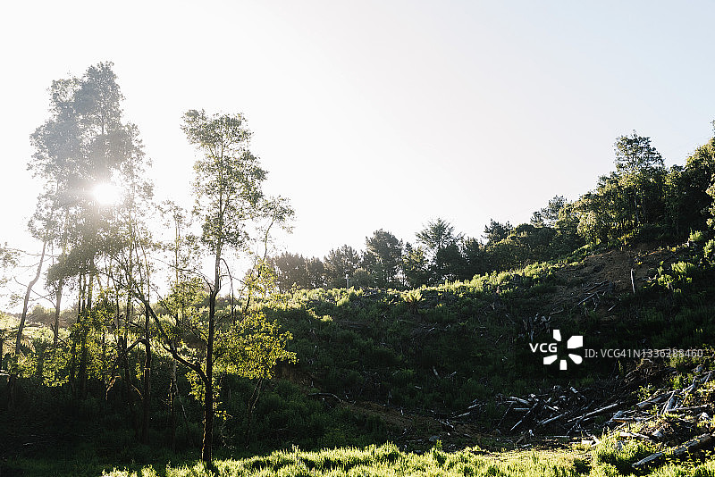 阳光照耀着伐木后剩余的山地森林图片素材