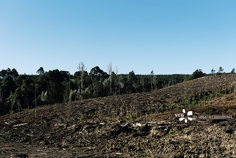 因木材采伐而清理过的山脉，地平线上残留着原始森林图片素材
