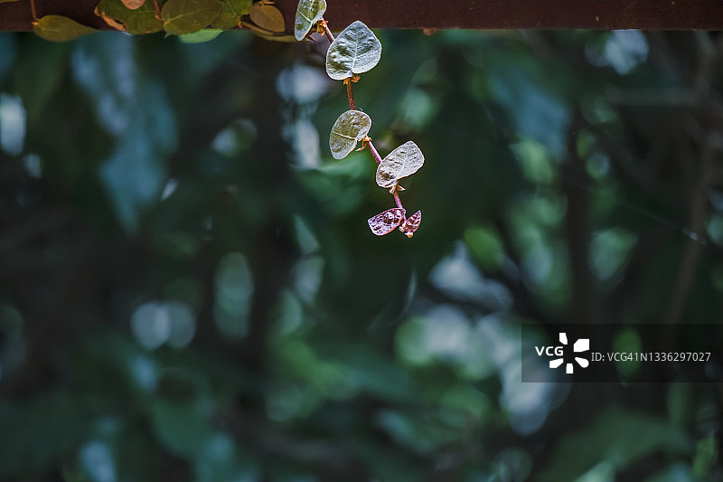 阳光下的薜荔图片素材