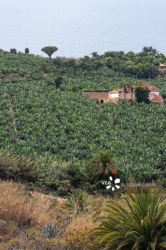 卡斯特罗河谷的香蕉种植园图片素材