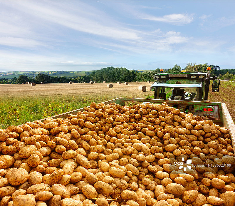 土豆丰收图片素材