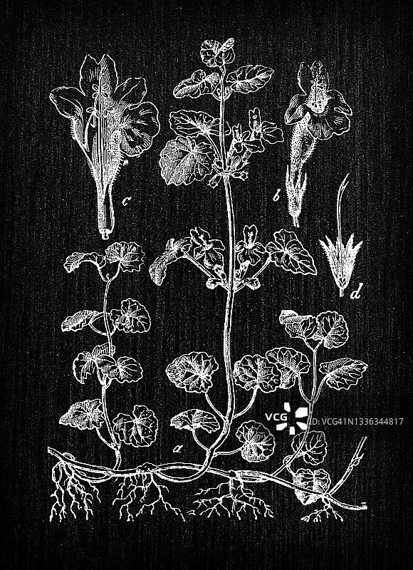 植物学古董雕刻插图：活血丹图片素材