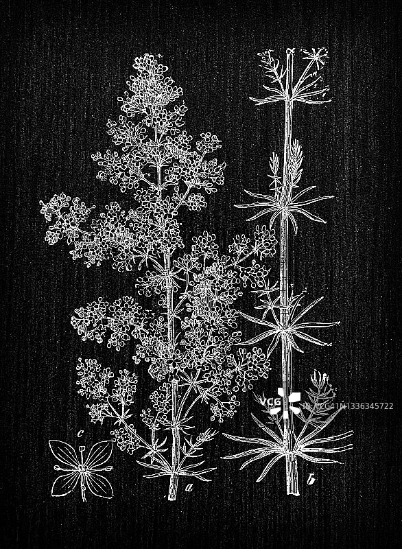 猪殃殃植物学古版画插图图片素材