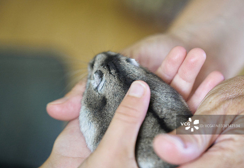 从年长者手中传递给年轻人的睡鼠俯视图图片素材