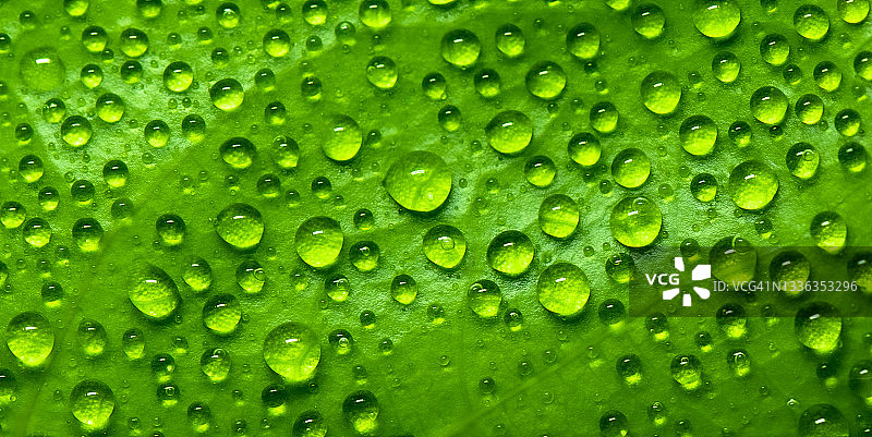 绿叶上的水滴图片素材