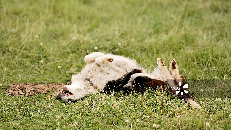 为什么狗会在粪便里打滚？图片素材