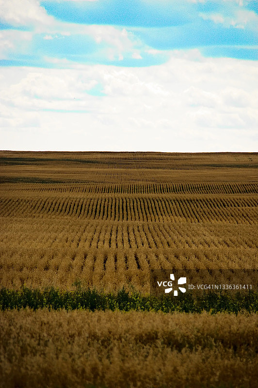 收割后的农田图片素材