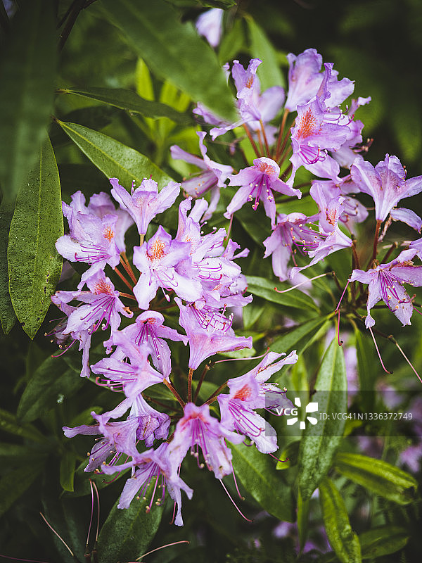 英国苏格兰高地植物群图片素材