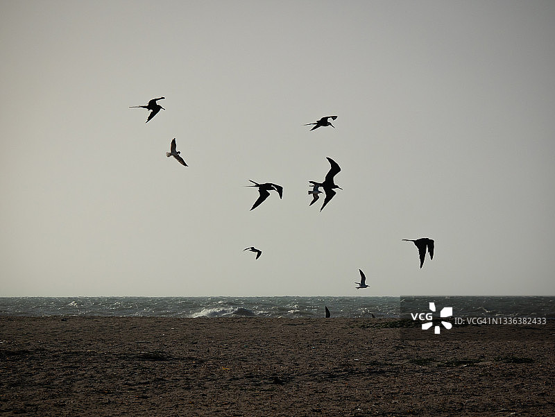 褐鹈鹕和海鸥在海边飞翔和游泳图片素材