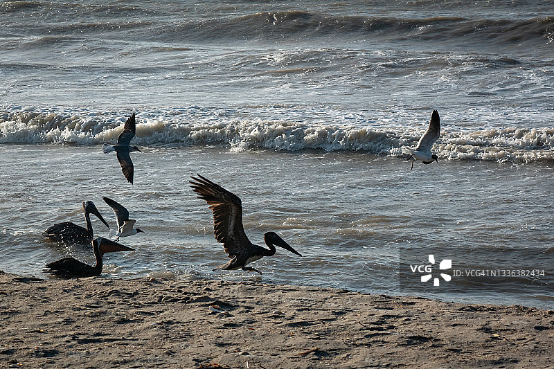 褐鹈鹕和海鸥在海边飞翔和游泳图片素材