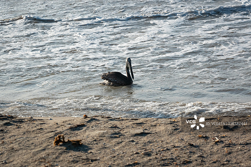 在海边游泳的棕色鹈鹕图片素材