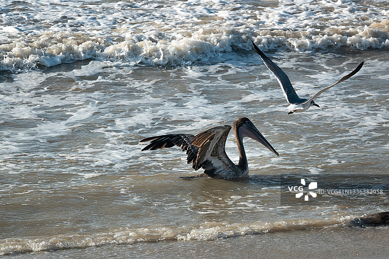 一只棕色鹈鹕在海鸥附近的海边游泳图片素材