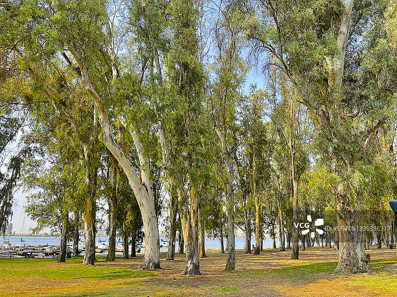 约塞米蒂湖的树木，默塞德图片素材